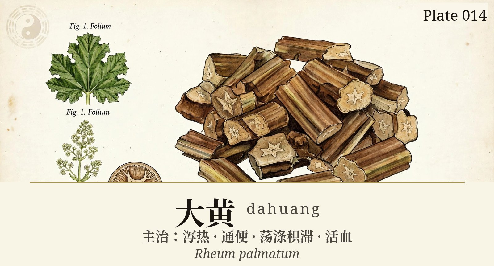 大黄 dahuang