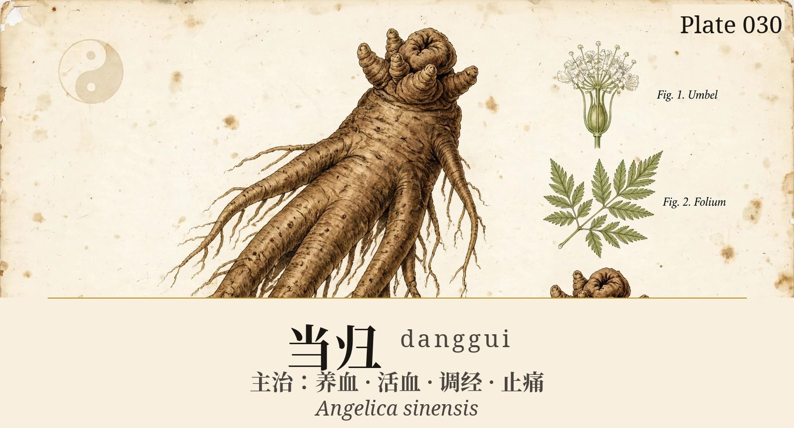 当归 danggui