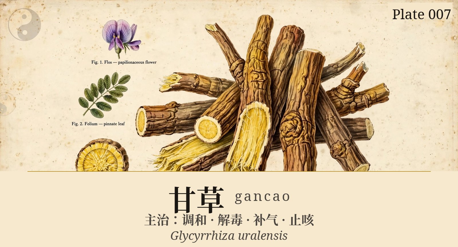 甘草 gancao