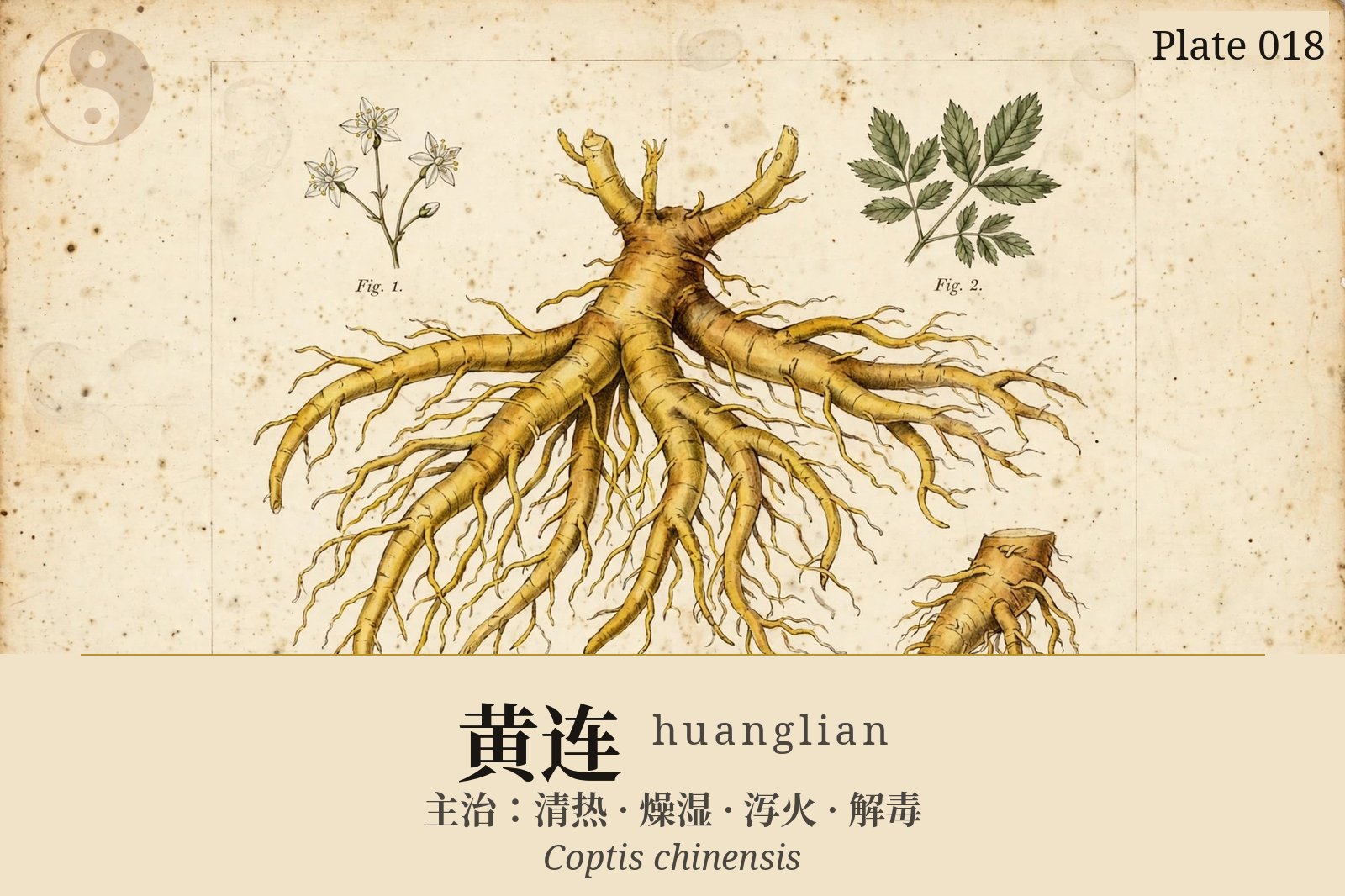 黄连 huanglian