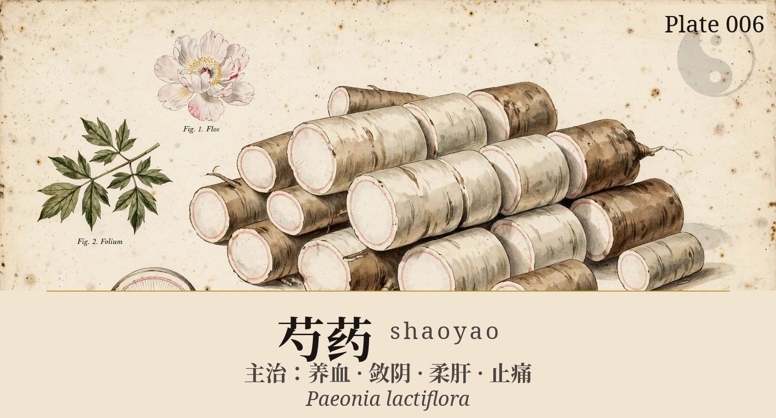 芍药 shaoyao