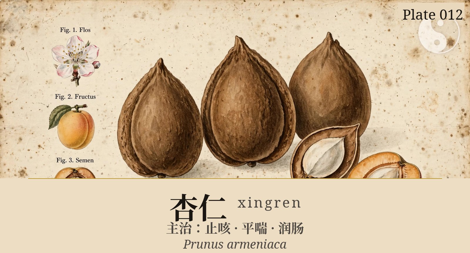 杏仁 xingren